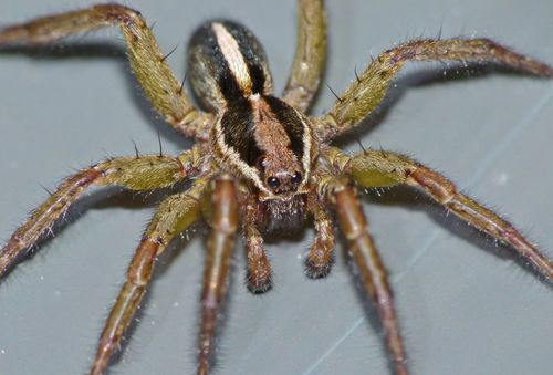 Photo of Garden wolf spider