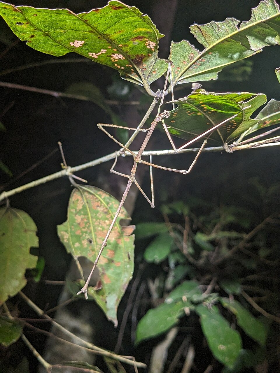 Photo of Gargantuan stick insect