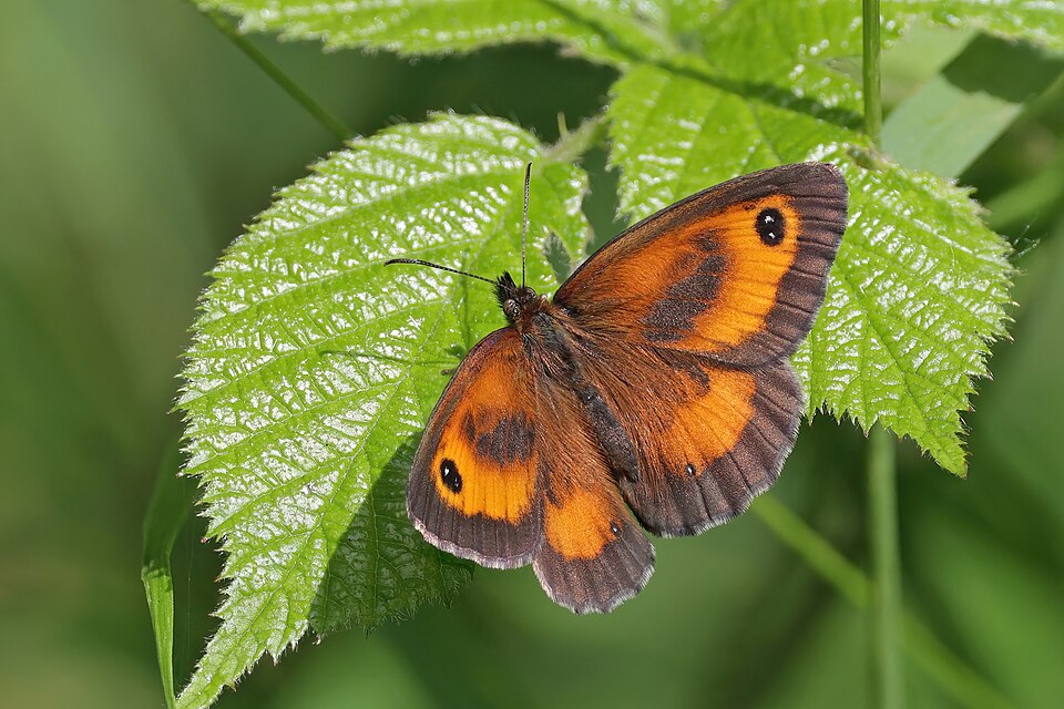 Photo of Gatekeeper butterfly