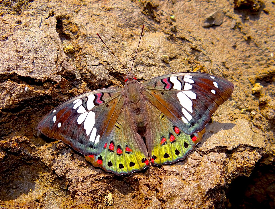 Photo of Gaudy baron