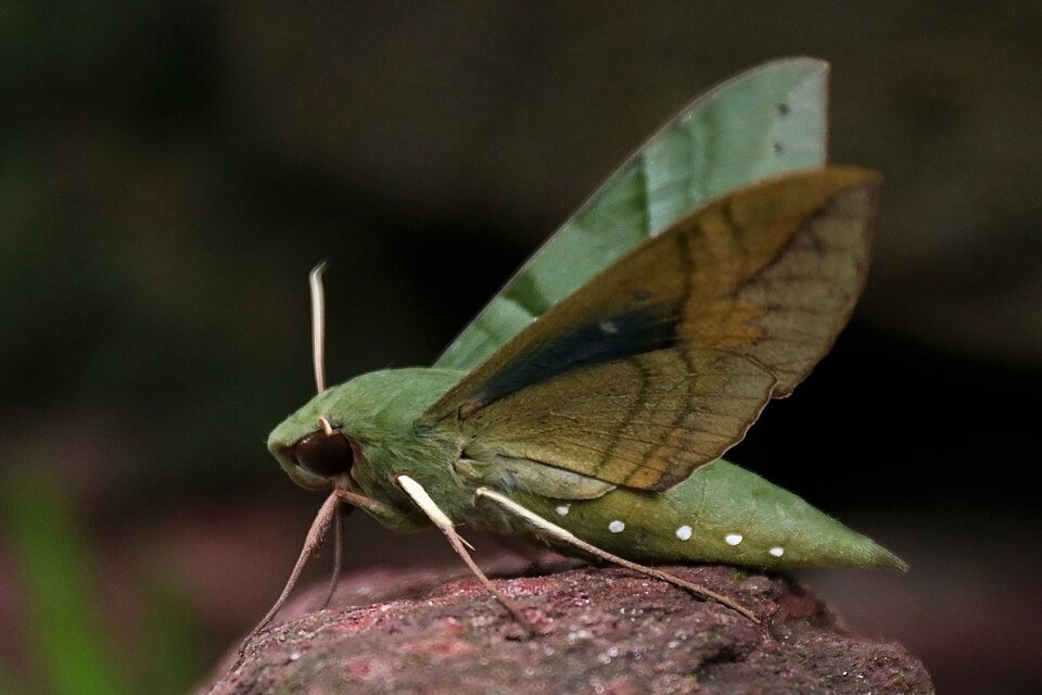 Photo of Gaudy sphinx