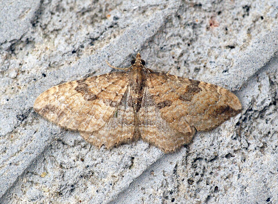 Photo of Gem moth