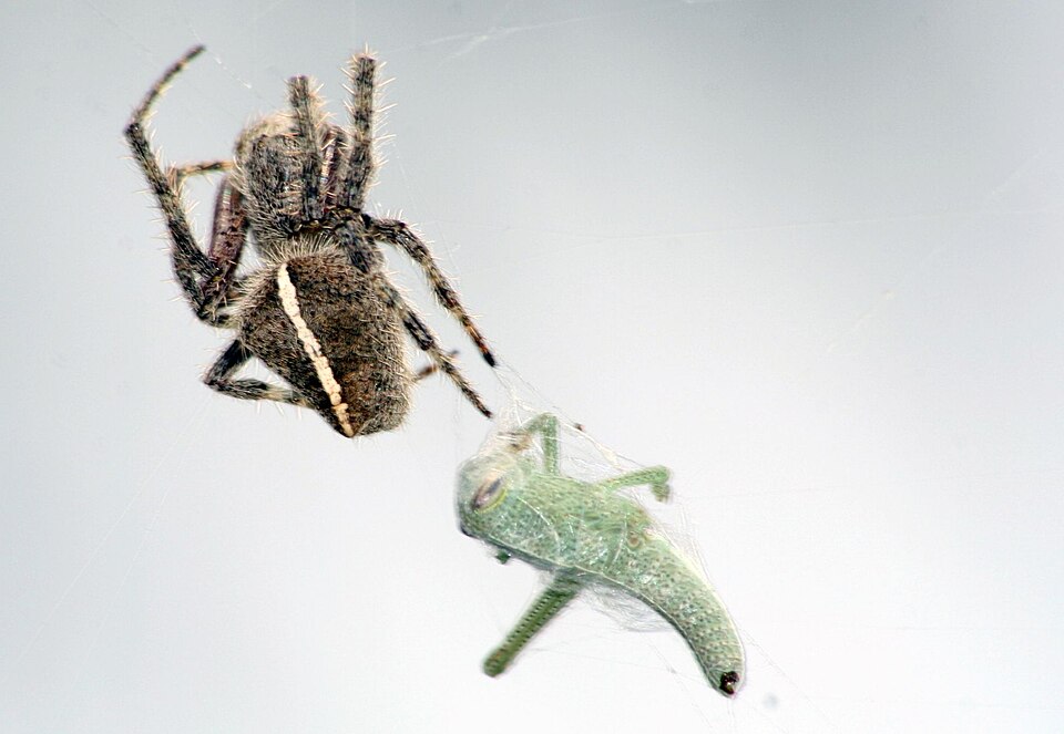 Photo of Gem-shaped orbweaver