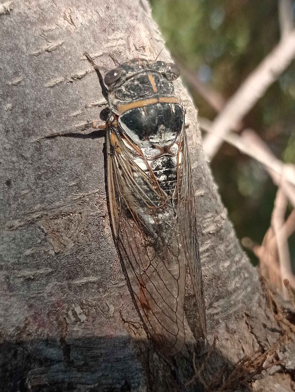 Photo of Geminate cicada