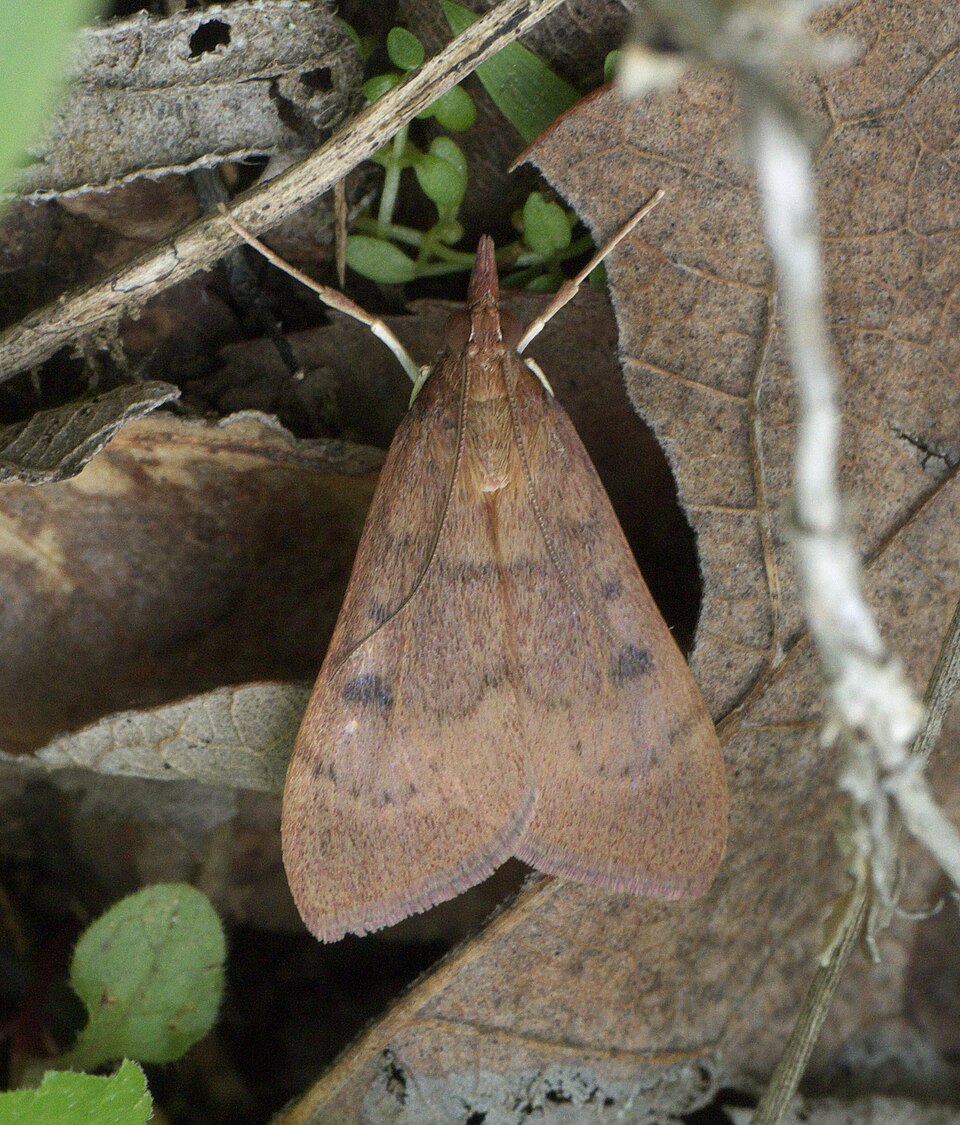 Photo of Genista broom moth