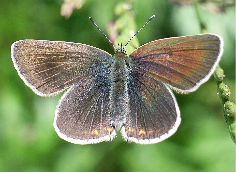 Photo of Geranium argus