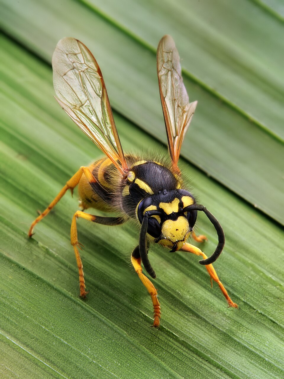 Photo of German wasp