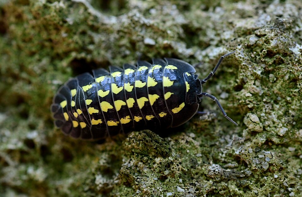 Photo of Gestro's pill woodlouse