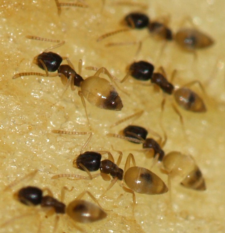 Photo of Ghost ant
