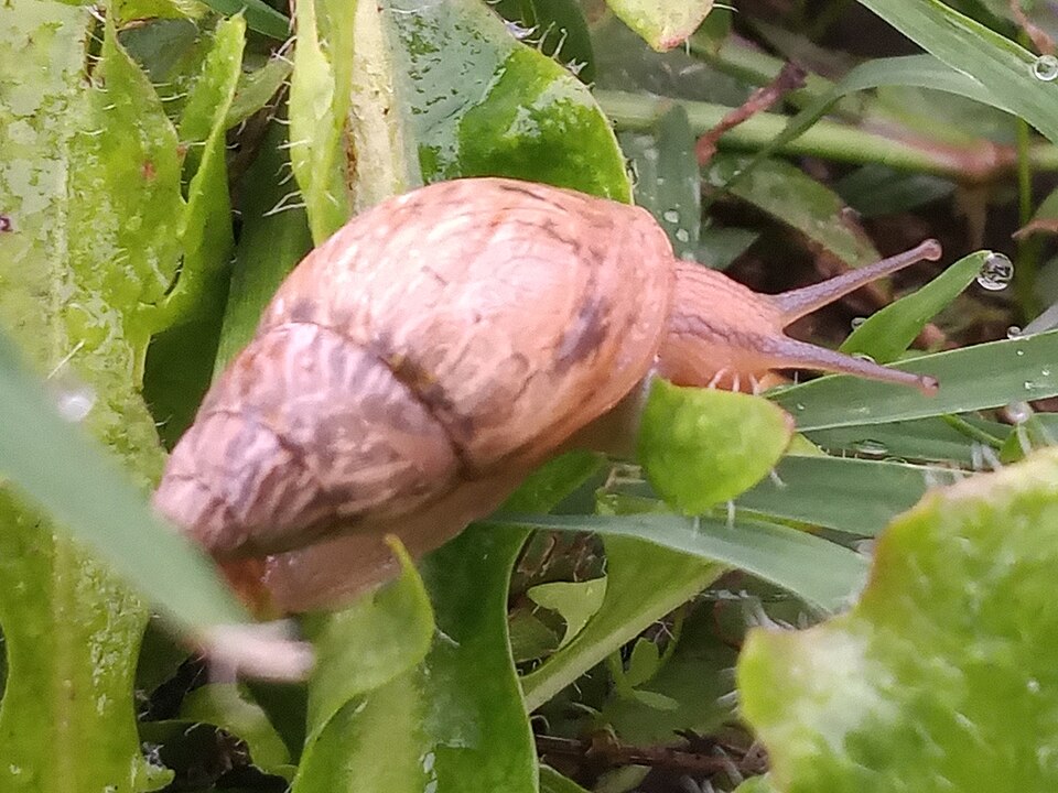 Photo of Ghost bulimulus