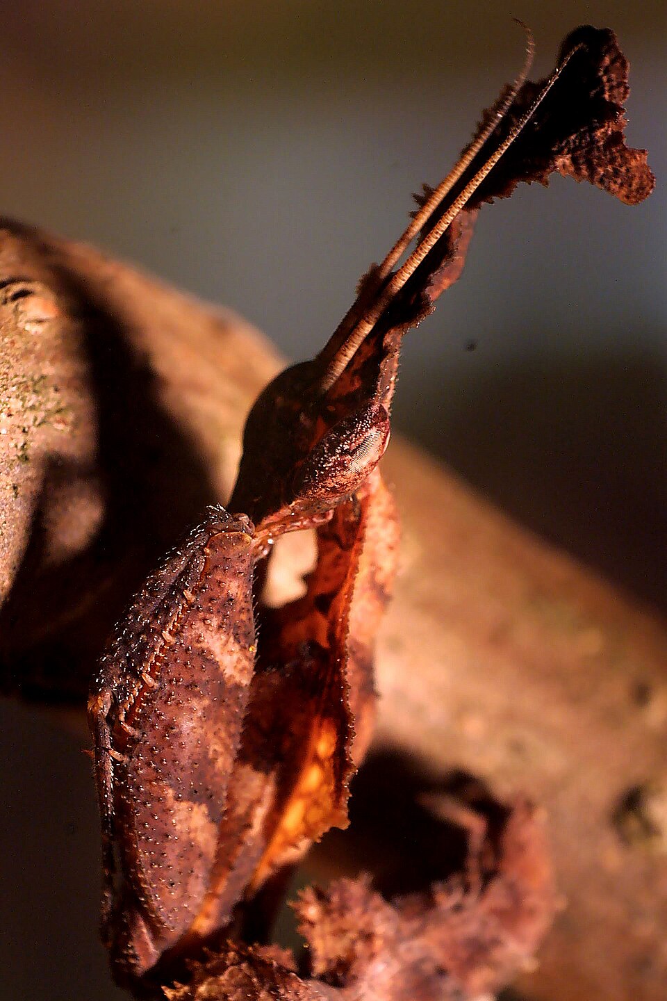 Photo of Ghost mantis