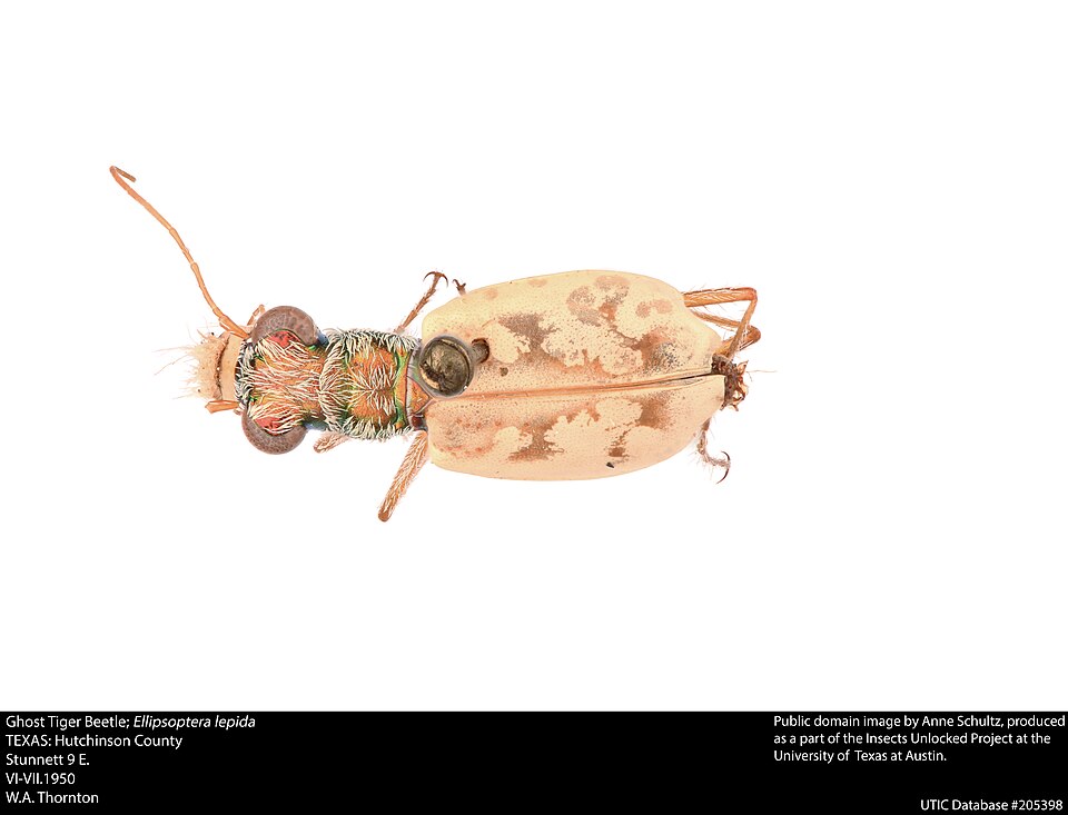 Photo of Ghost tiger beetle