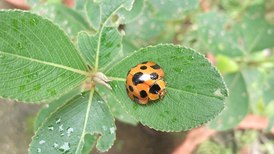 Photo of Giant bamboo ladybird
