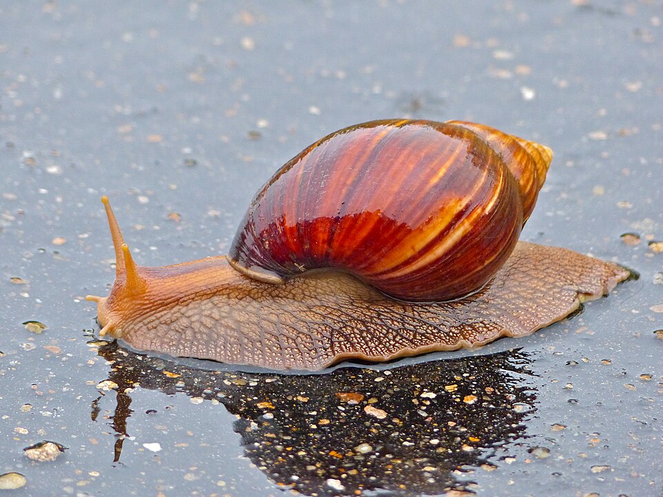 Photo of Giant blonde snail