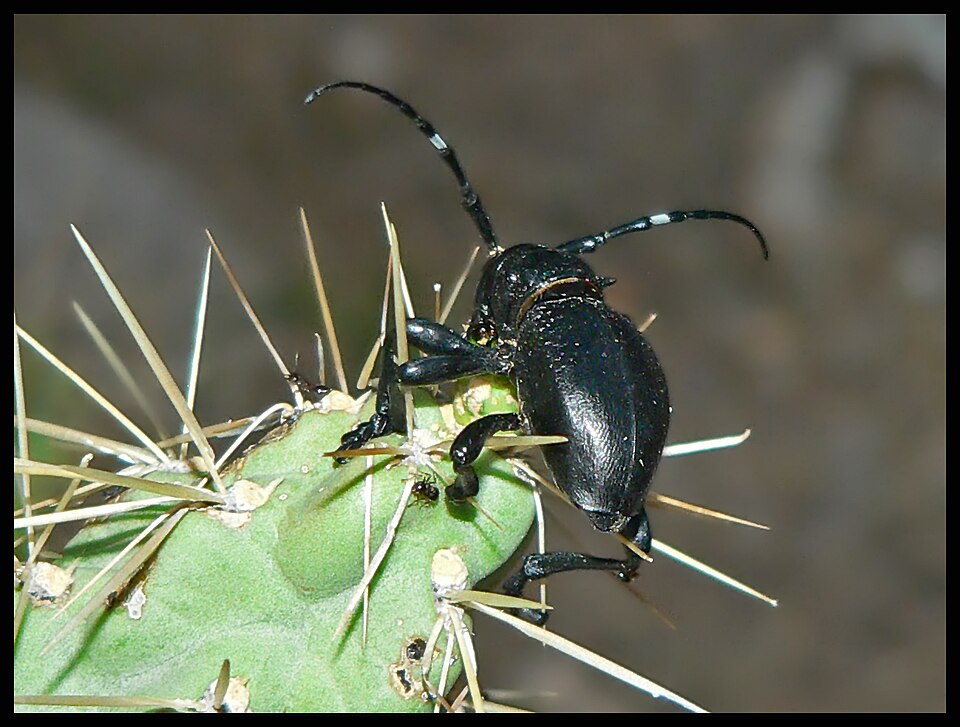 Photo of Giant cactus longhorn beetle