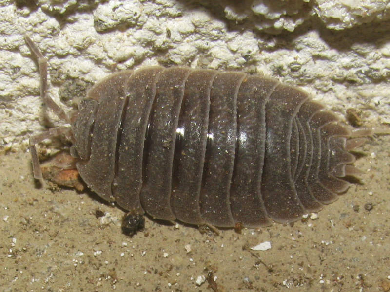 Photo of Giant canyon woodlouse