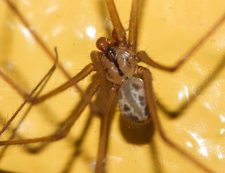 Photo of Giant cellar spider