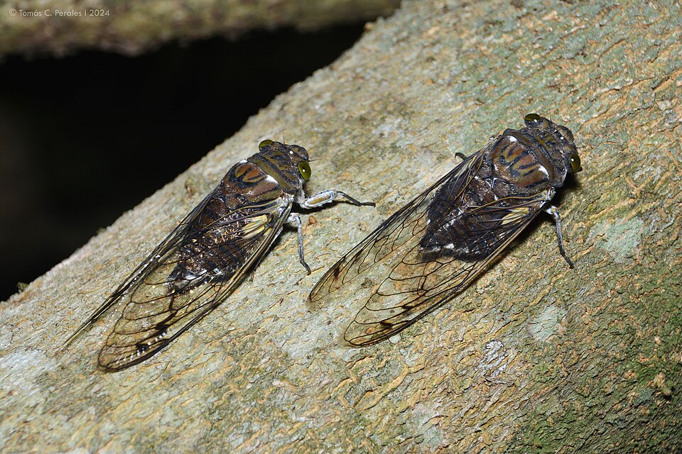 Photo of Giant cicada