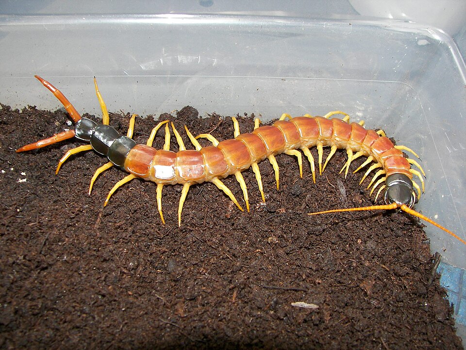 Photo of Giant desert centipede