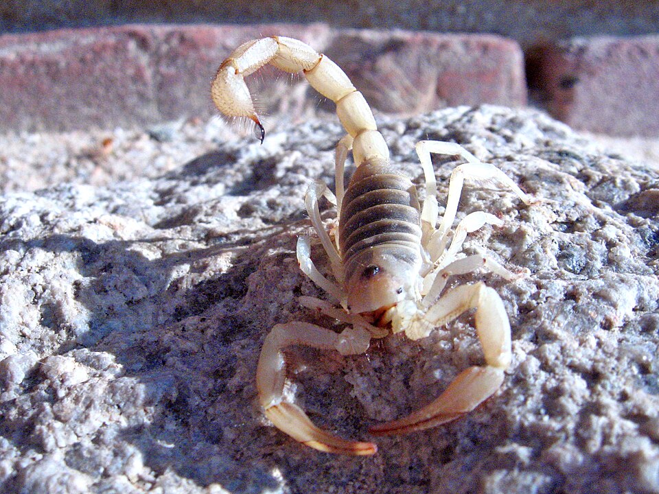 Photo of Giant desert hairy scorpion