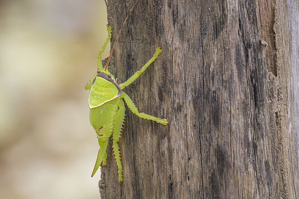 Photo of Giant false-leaf katydid