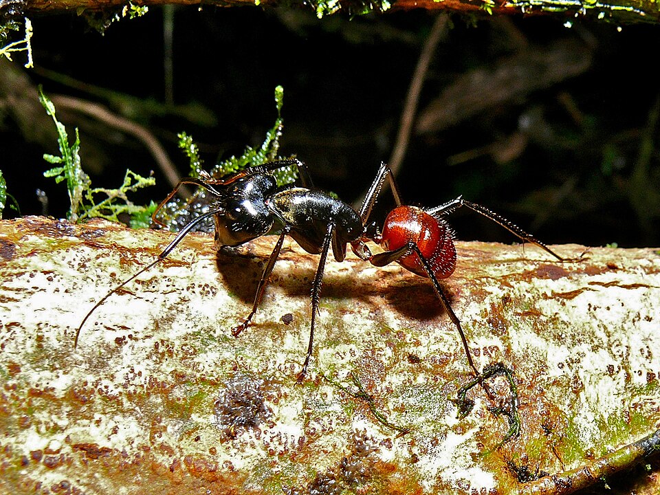 Photo of Giant forest ant