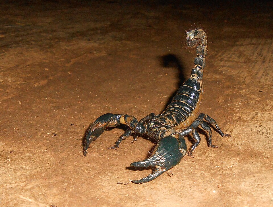 Photo of Giant forest scorpion