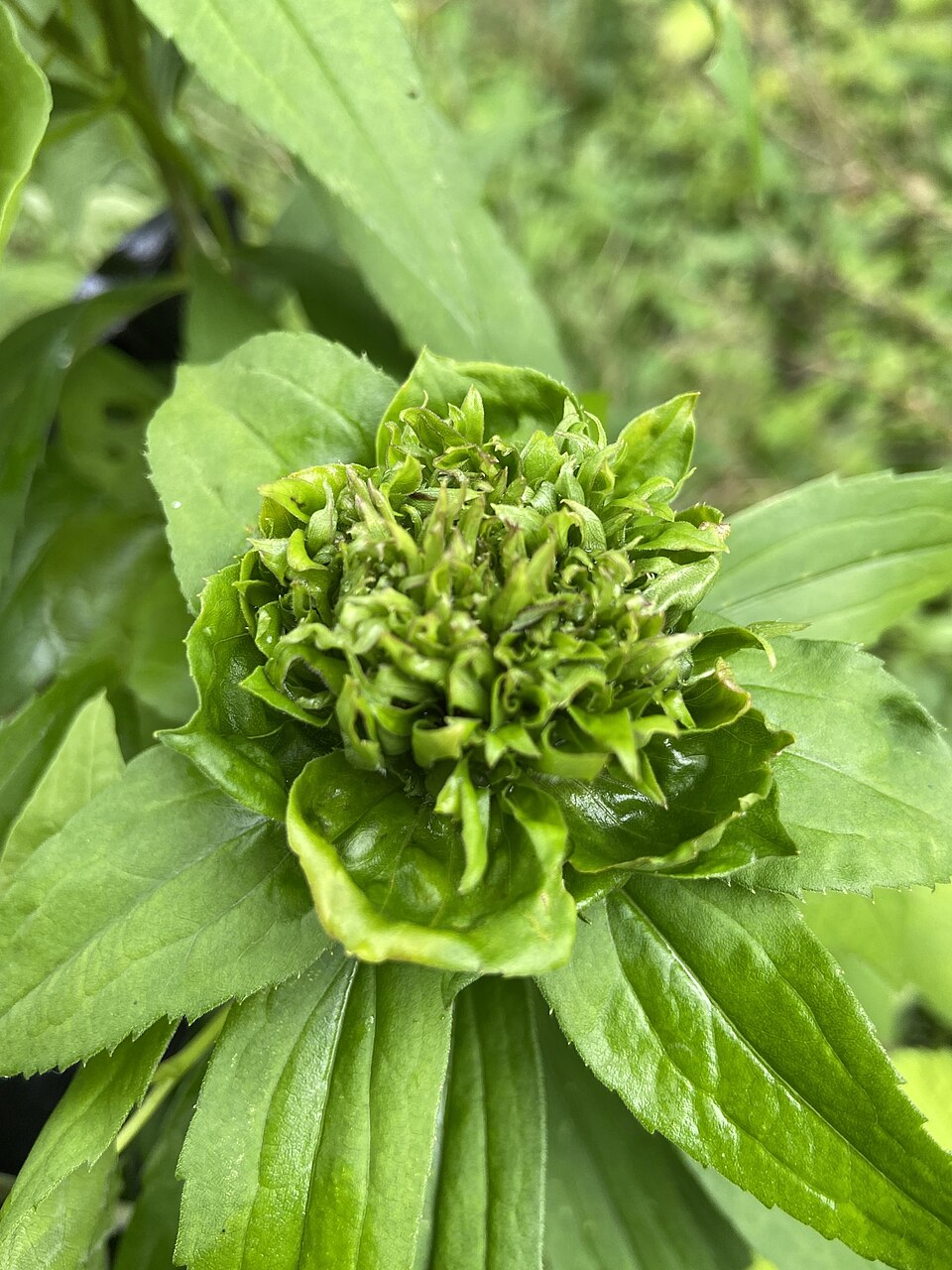 Photo of Giant goldenrod bunch gall midge