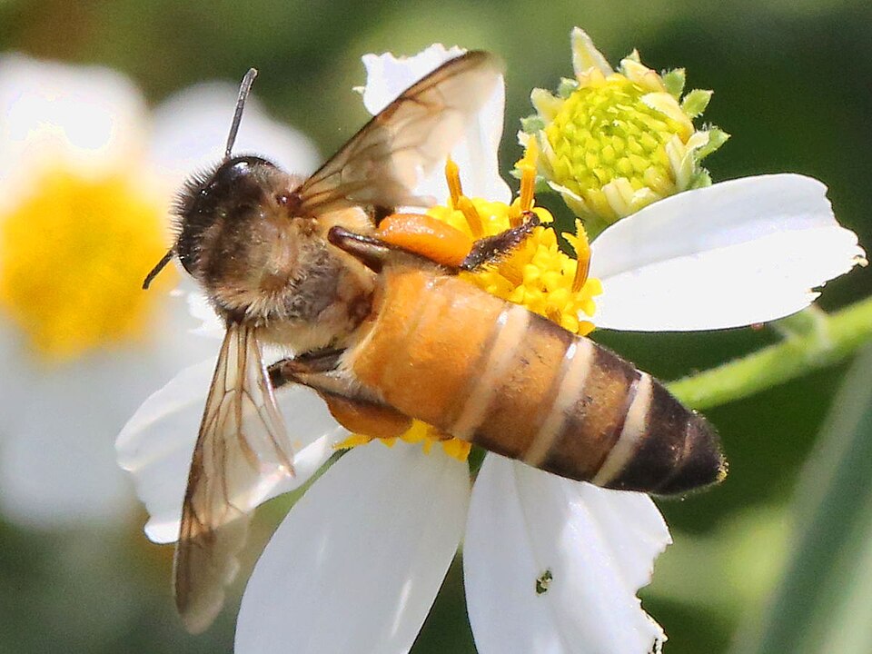 Photo of Giant honey bee