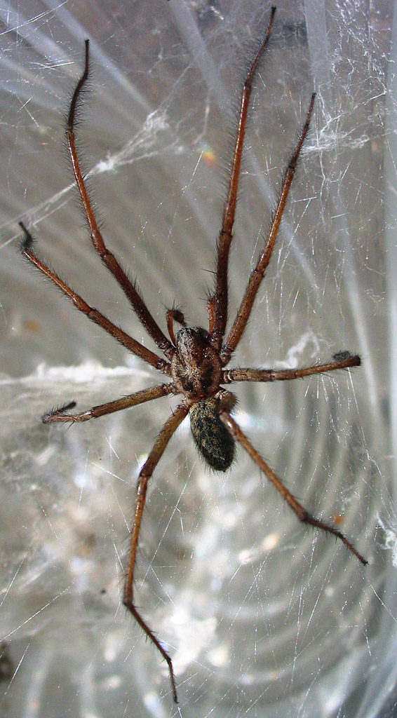 Photo of Giant house spider