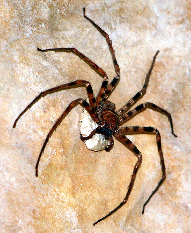 Photo of Giant huntsman spider