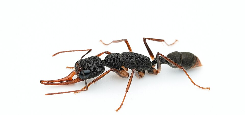Photo of Giant jumping ant