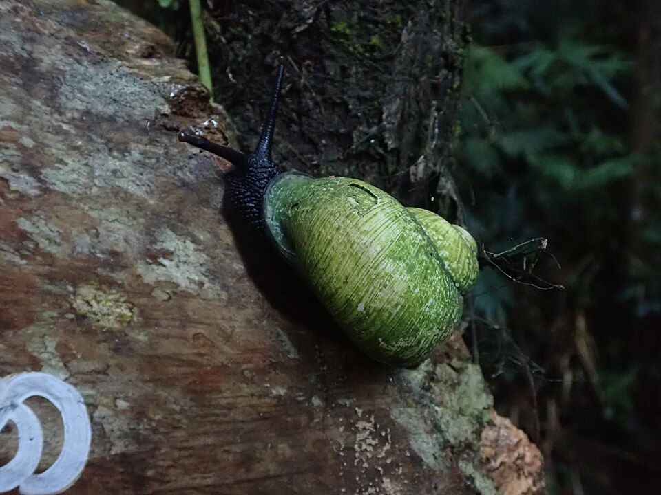 Photo of Giant land snail