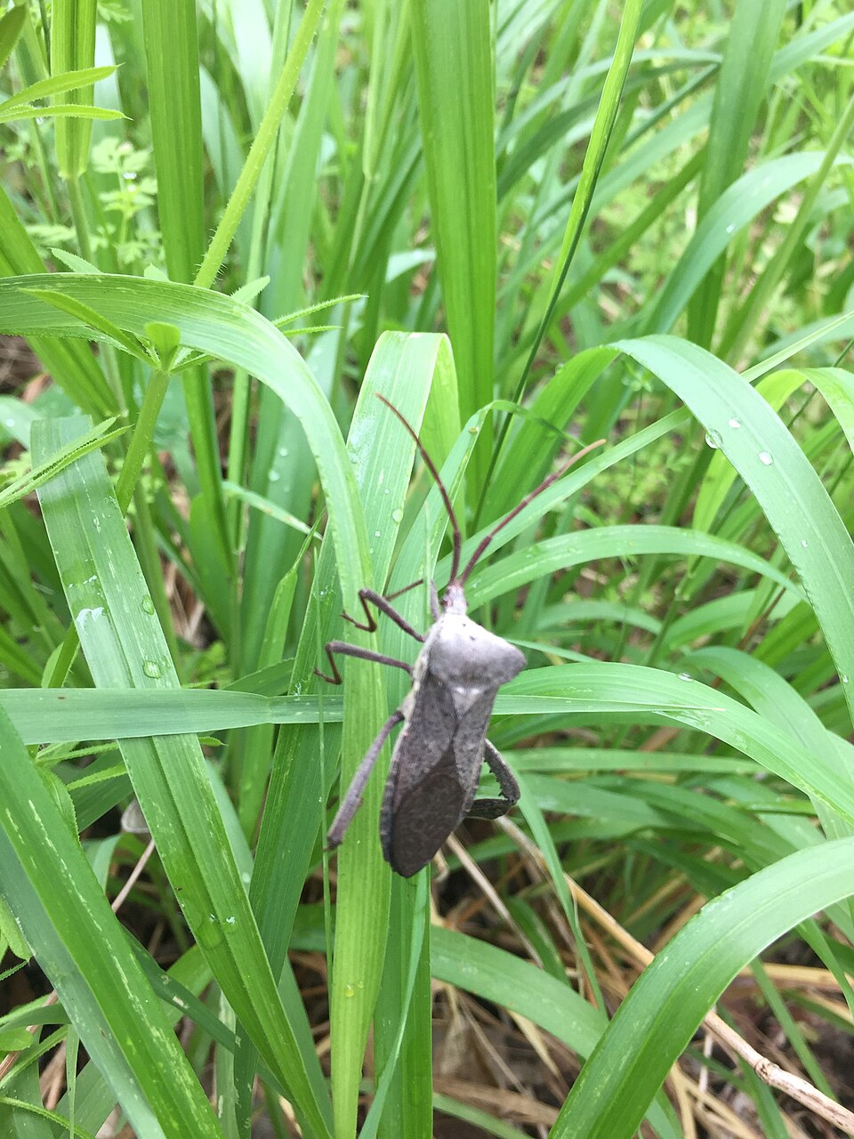Photo of Giant leaf-footed bug