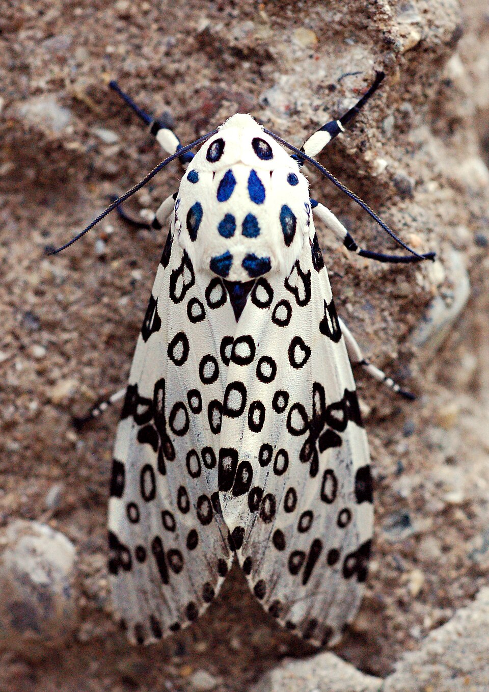 Photo of Giant leopard moth