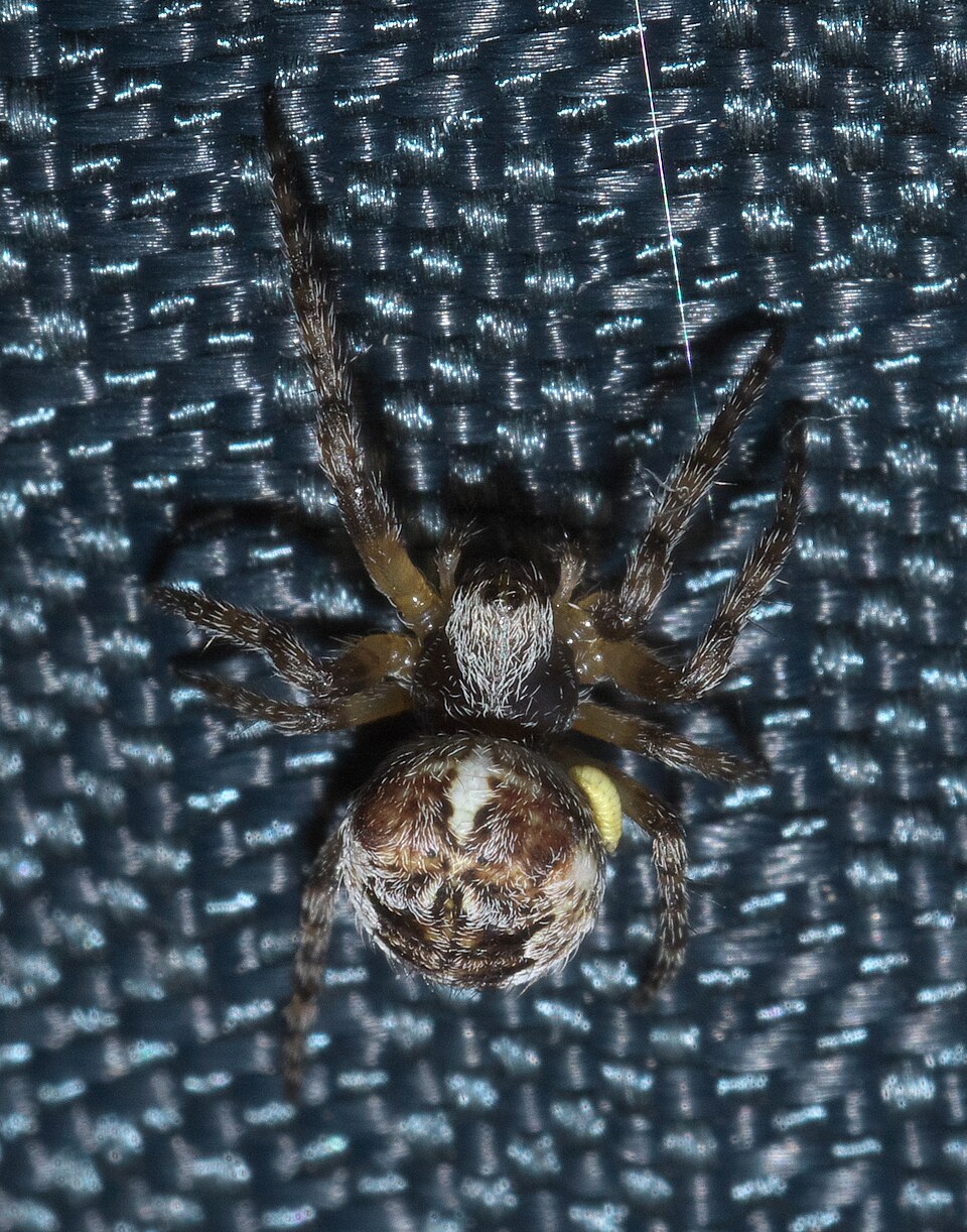 Photo of Giant lichen orbweaver