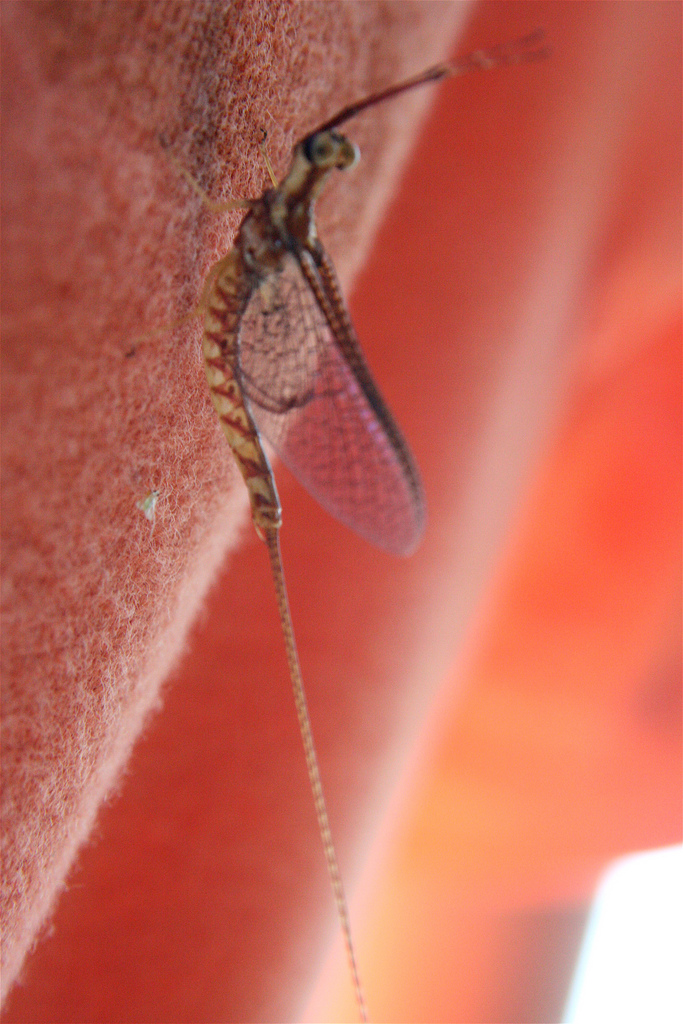 Photo of Giant mayfly