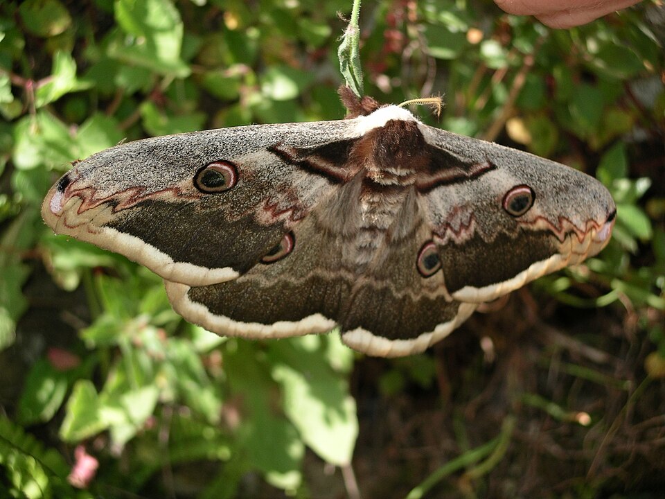 Photo of Giant peacock moth