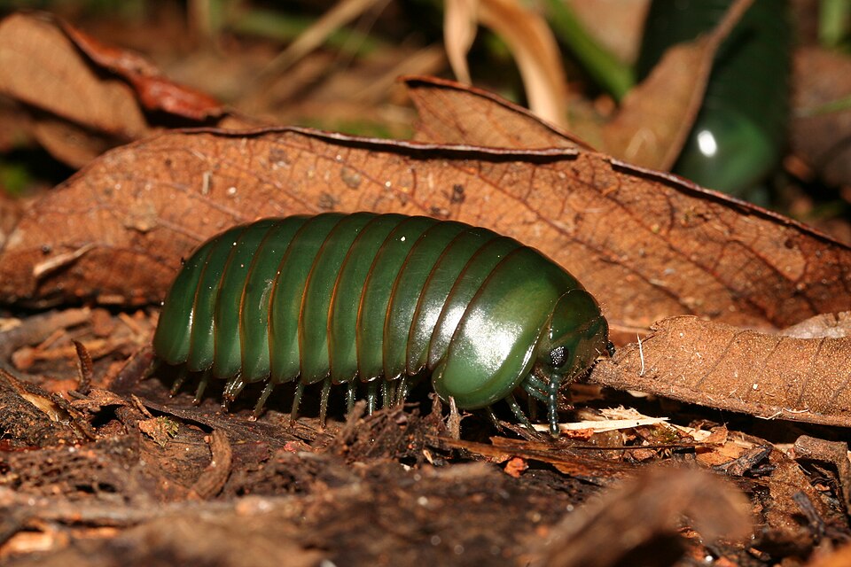 Photo of Giant pill millipede