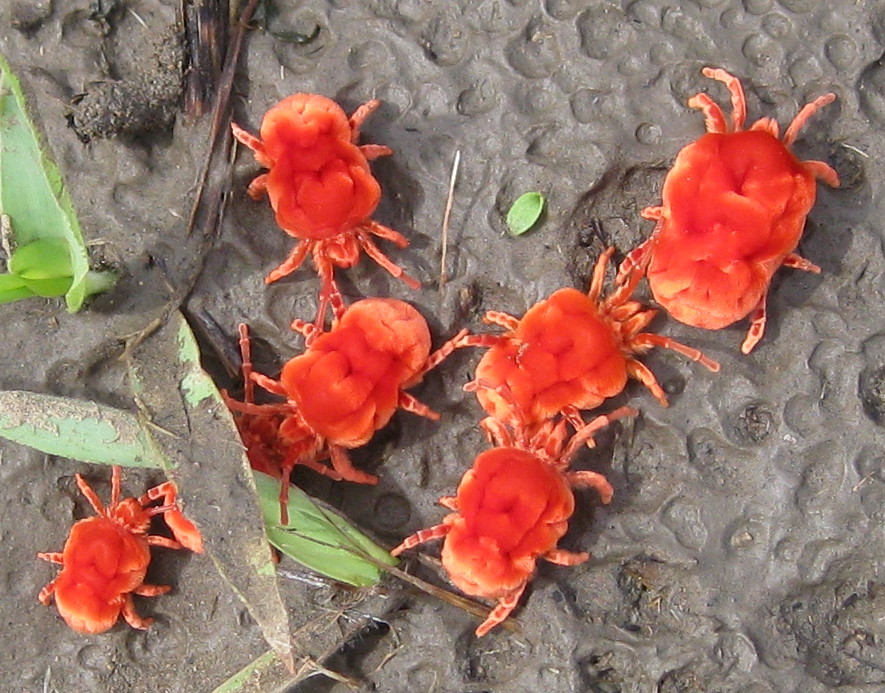 Photo of Giant red velvet mite