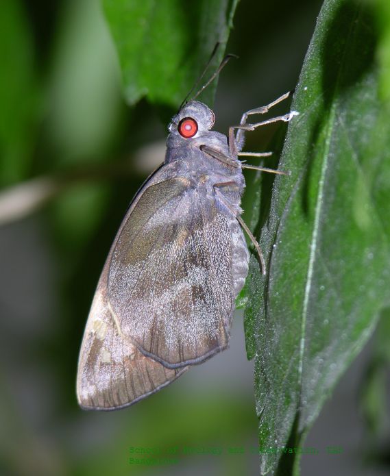 Photo of Giant redeye