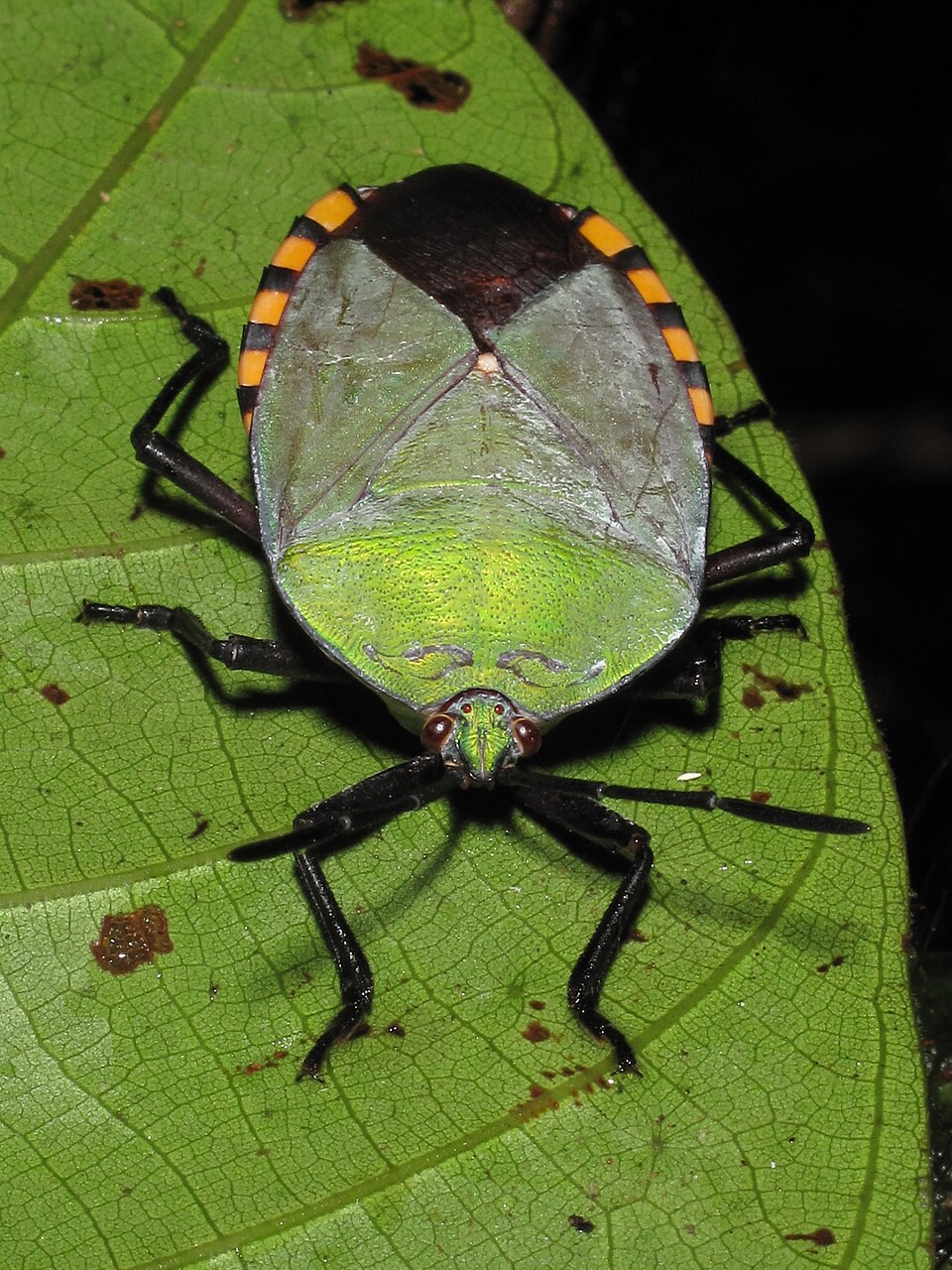 Photo of Giant shield bug