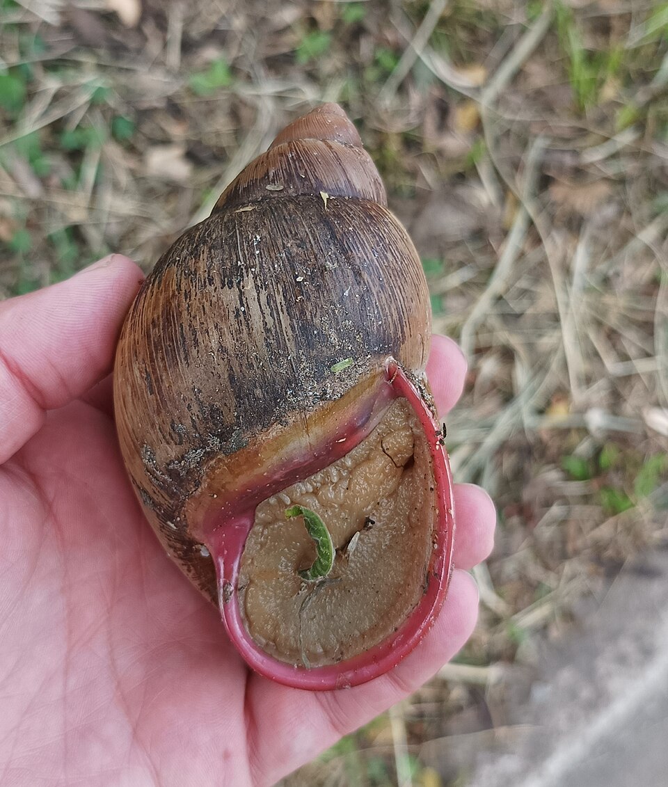 Photo of Giant South American snail