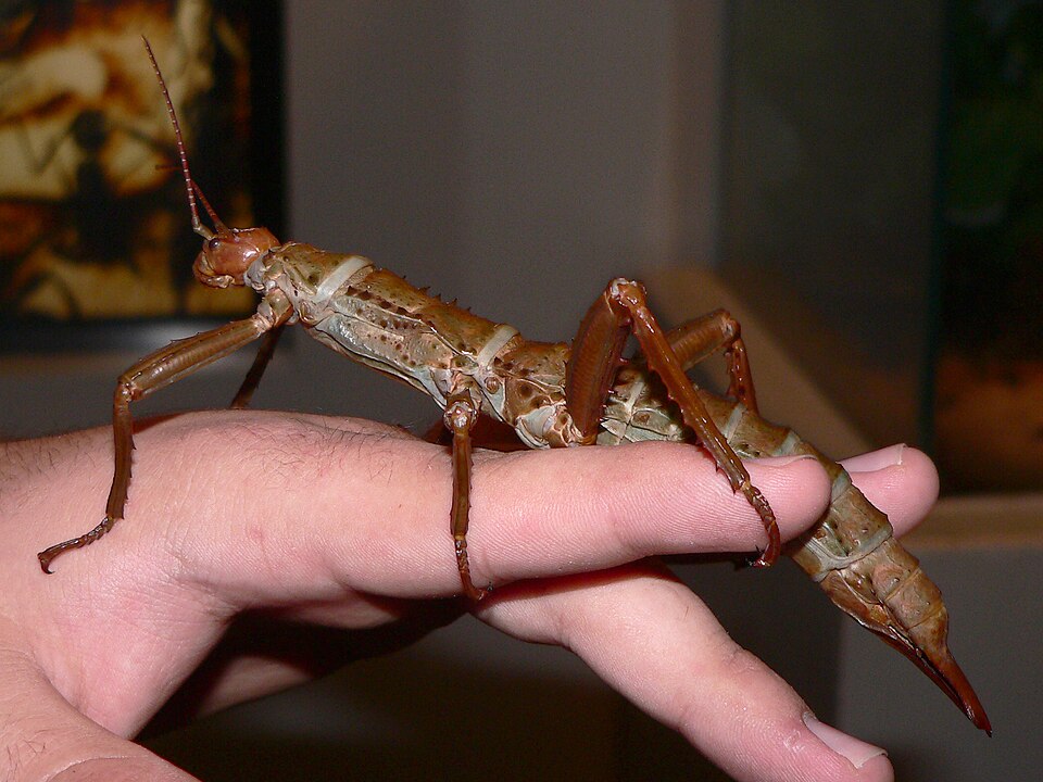 Photo of Giant spiny stick insect