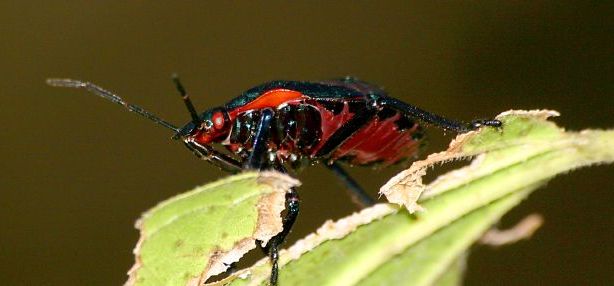 Photo of Giant strong-nosed stink bug