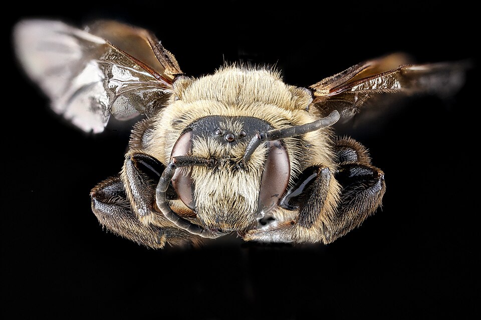 Photo of Giant sweat bee