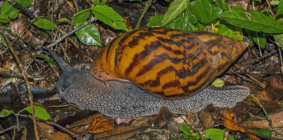 Photo of Giant tiger land snail