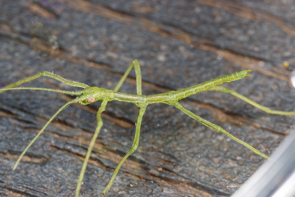 Photo of Giant walkingstick