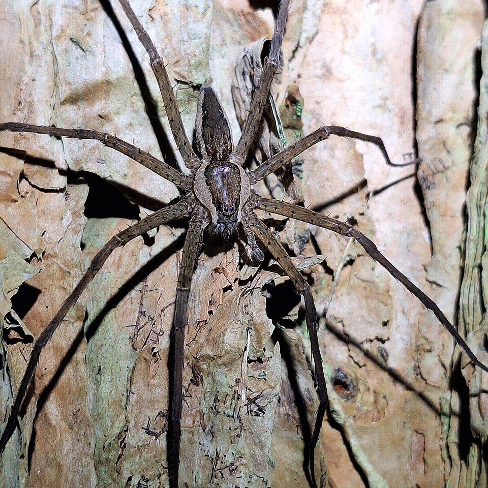 Photo of Giant water spider