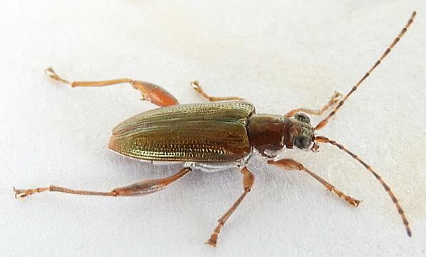 Photo of Girdle-horned pond lily leaf beetle